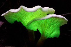 Bioluminscent Ghost Fungus - Omphalotus nidiformis