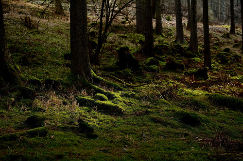 trees forest woods paths chiaroscuro