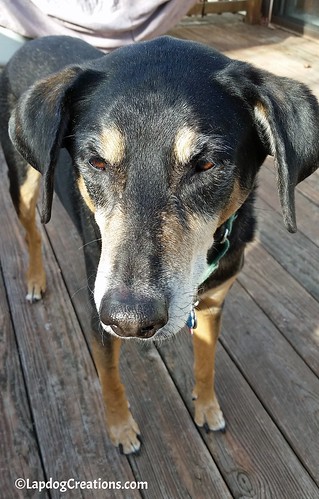 Teutul Contemplating Life #houndmix #seniordog #rescueddog #adoptdontshop #LapdogCreations ©LapdogCreations