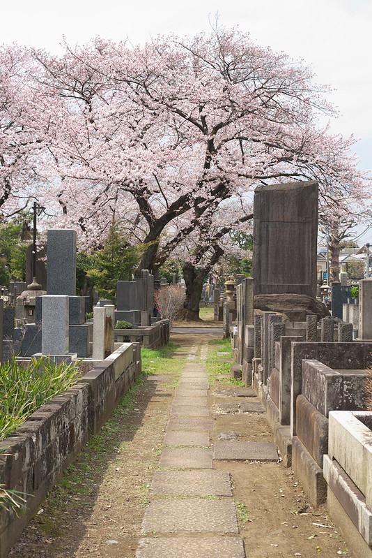 東京路地裏散歩 谷中の桜 2016年4月1日
