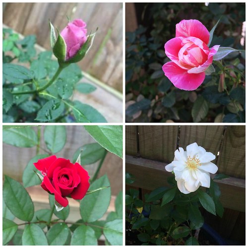 i can't believe i grow roses