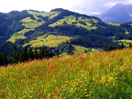 flowers summer mountains austria tirol österreich sommer blumen berge tyrol reithbeikitzbühel