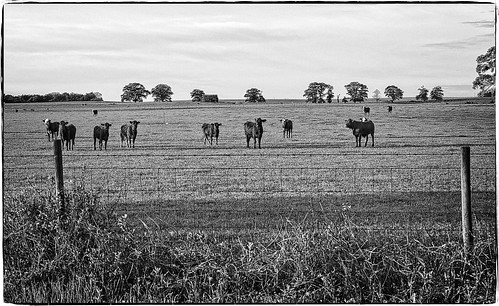 rural fence georgia landscape cow unitedstates fortvalley alternateprocessing