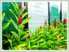 Alpinia purpurata 'Red' (Red Ginger, Jungle King, Jungle Queen)