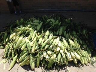 Fresh-picked corn in July 2015, ready to be blanched and frozen for the turkey dinner fundraiser in October.