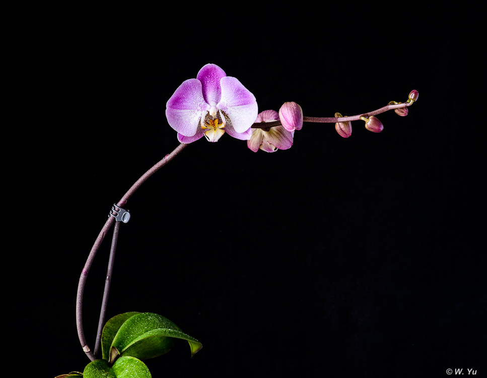 Orchids022016-3