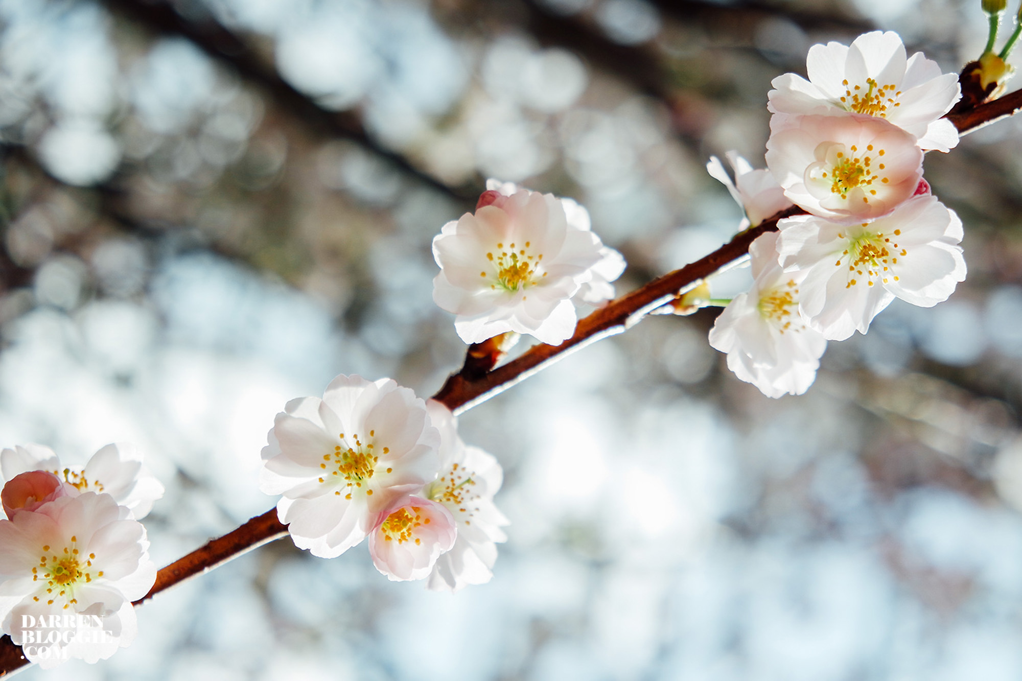 Blossom-beats-sakura-cherry-gardensbythebay-22
