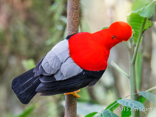 ecuador andeancockoftherock rupicolaperuviana passerines southamericanbirds nanegalito cotingas ecuadorianbirds