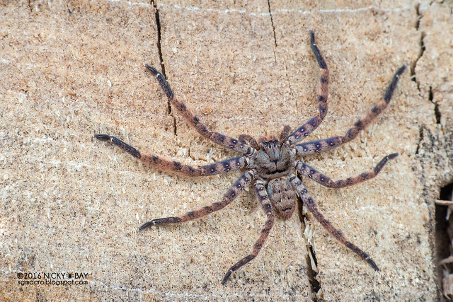 Huntsman spider (Heteropoda sp.) - DSC_7996