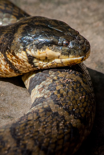 thailand snake wildlife herpetofauna d80 benmarshall sakaeratbiospherereserve