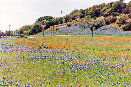 flowers field landscape scenery ranger texas hill wildflowers bluebonnets indianpaintbrush
