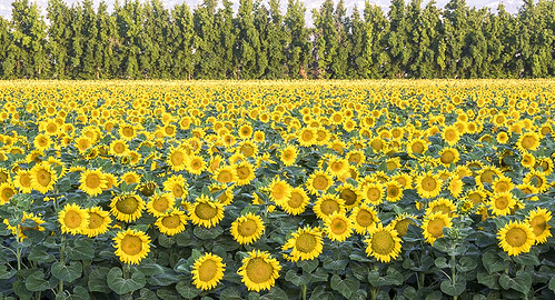 california ca flowers flower sunrise sunflowers yolocounty sunflowerfield