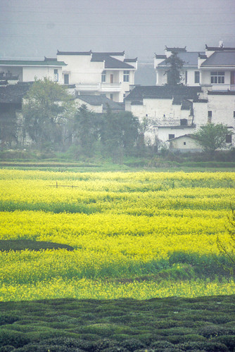china travel mist flower building tree history water field fog architecture rural river photography countryside spring ancient asia photographer village sony culture roadtrip 中国 tradition cultural wuyuan jiangxi 江西 婺源