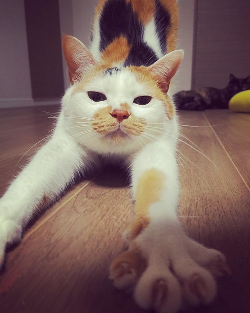 のびねこ😐😐😐 #cat #cats #catsofinstagram #catstagram #instacat #instagramcats #neko #nekostagram #猫 #ねこ #ネコ# #ネコ部 #猫部 #ぬこ #にゃんこ #ふわもこ部