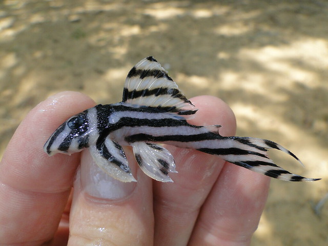 Photo of a zebra pleco fish