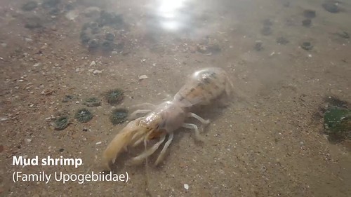 Mud shrimp (Family Upogebiidae)