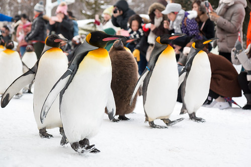 snow japan penguins hokkaido asahiyamazoo penguinwalk