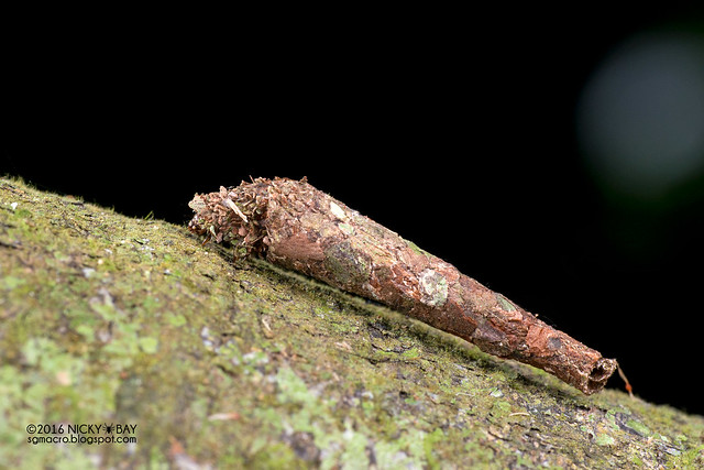 Bagworm moth (Psychidae) - DSC_6213