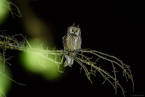 bird owl longearedowl