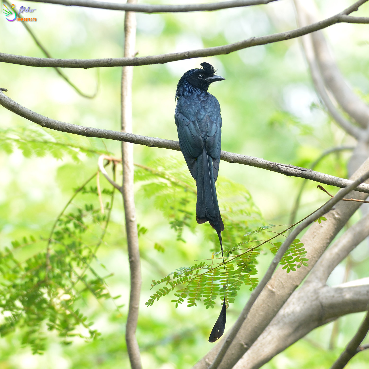 Greater_Racket-tailed_Drongo_1276