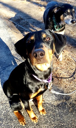 Doberman puppy mix with senior hound mix #adoptdontshop #rescueddogs #LapdogCreations ©LapdogCreations