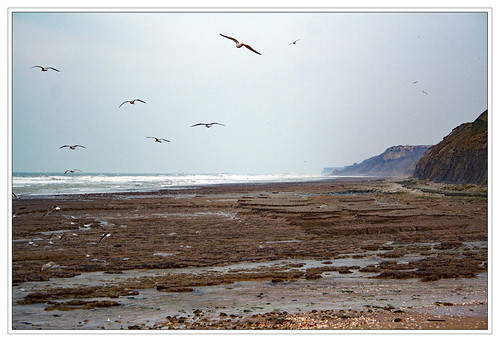 ocean sea cliff bird beach rock fog landscape seagull normandie vague falaise channel marée