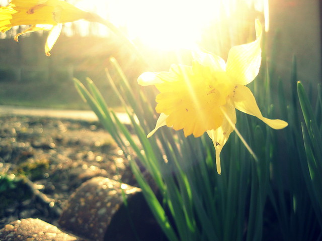 sunshine & daffodils