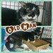Get well soon, Old Man. ��  #cat #catslover #neko #feline #seniorcat #tuxedo #tuxcat #tuxedocat #handsome #omgsocute #luvkuching #throwback