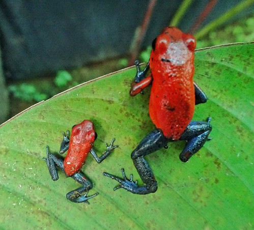 red costarica frog