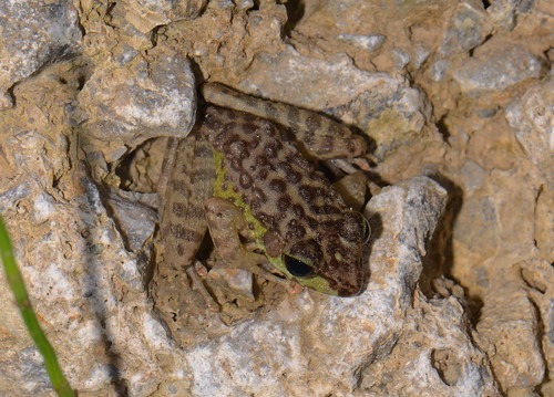 sumatra indonesia frog amphibians kedah gunungleuser geo:country=indonesia