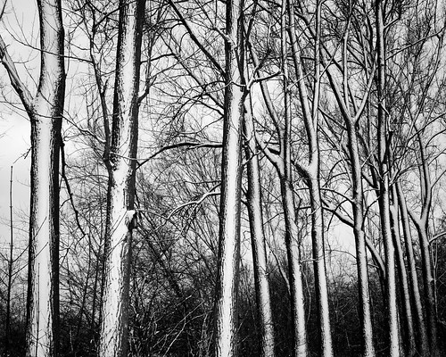 trees winter white tree deutschland blackwhite weiss bäume baum gemany landesgartenschau lgs neumarkt