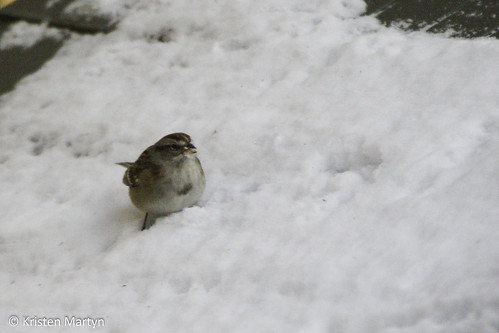 American Tree Sparrow (Spizella arborea)- Eating Snow