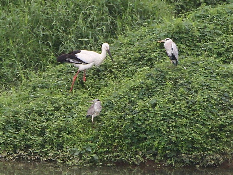 IMG_2434 東方白鸛(後)與2隻蒼鷺(前) Oriental Stork and Grey Herons
