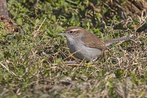 bird ave bewickswren thryomanesbewickii chiviríncolaoscura saltapareddebewick