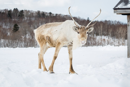 snow japan geotagged reindeer artiodactyla geo:lat=45041015 geo:lon=141860438