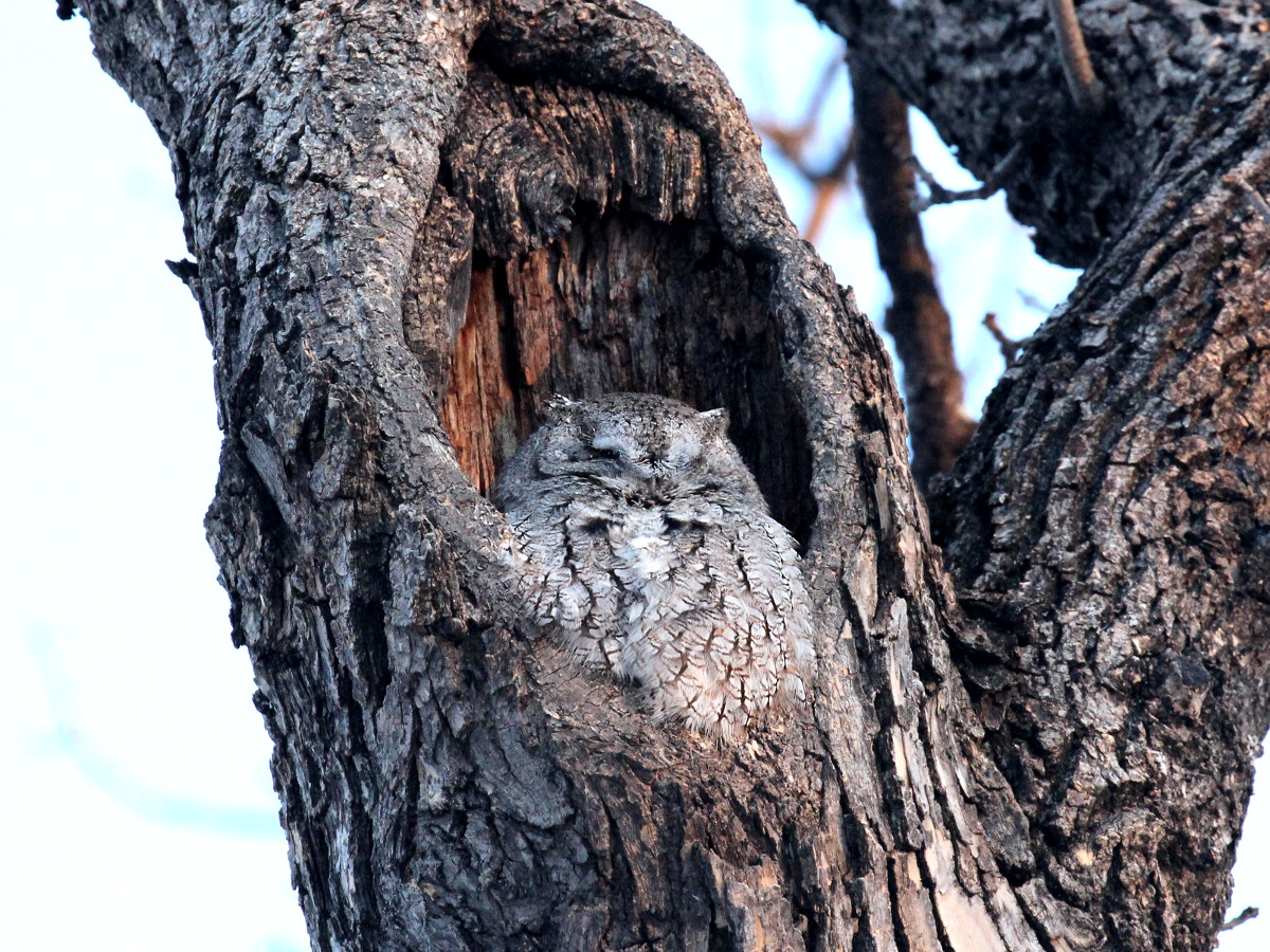 Фотографія 'Eastern Screech-Owl'