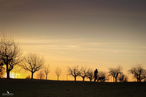 sunset dog forest switzerland walk pbmultimedia predigerholtz
