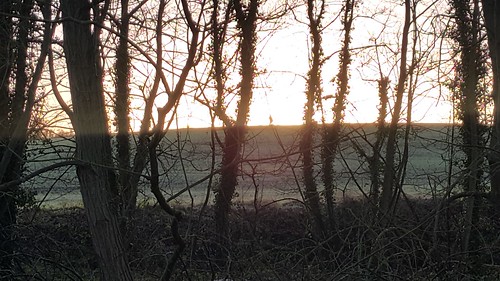 trees sunlight field suffolk lavenham