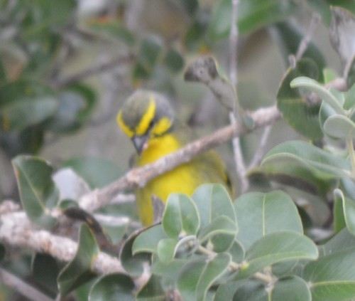 bird hawaii january hawaiian canary nonnative feral 2016 introduced yellowfrontedcanary oceanviewestates yellowfronted srinusmozambicus
