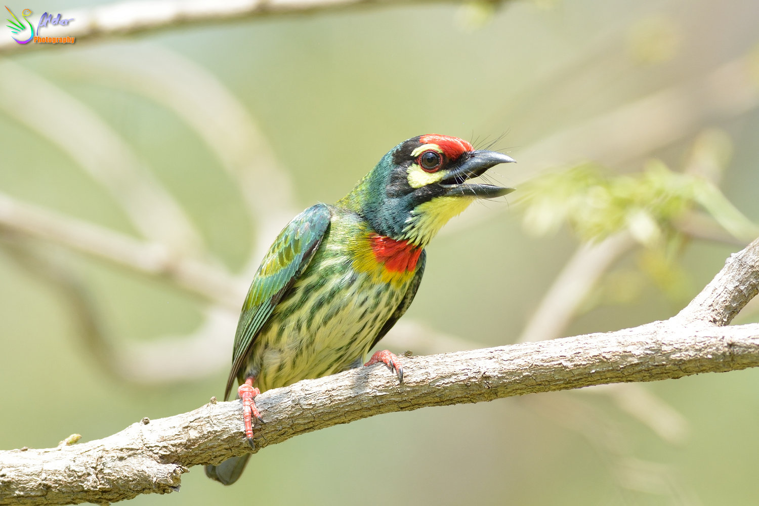 Coppersmith_Barbet_3108