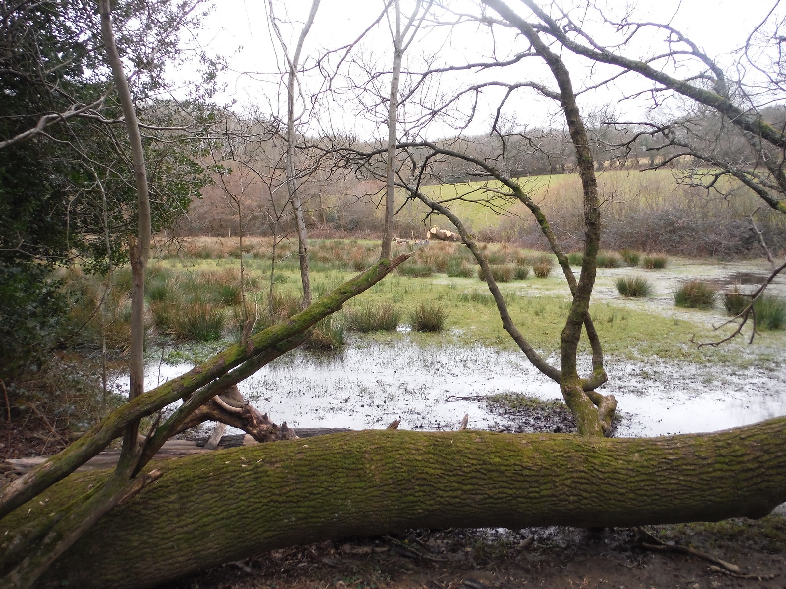 Tree in Often Flooded Meadow, Tickerage Stream valley SWC Walk 262 Uckfield to Buxted