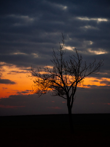 trees sunset cloud tree nature silhouette clouds de landscape deutschland sonnenuntergang cloudy natur wolke wolken olympus landschaft bäume baum rheinlandpfalz kretz olympusomdem1 olympusmzuikodigitaled75mm118