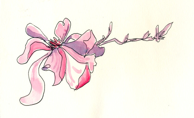 Sketchbook #94: Magnolias
