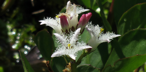 White bog flowers in the Washington State University Discovery Gardens near Mt. Vernon, Washington