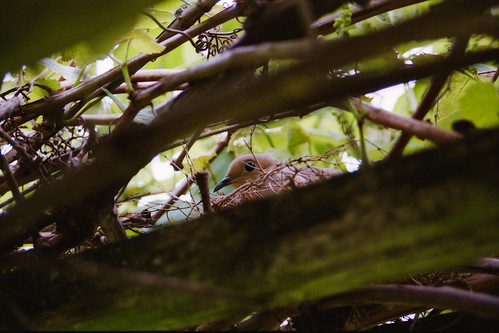 bird film nature nest grapevine