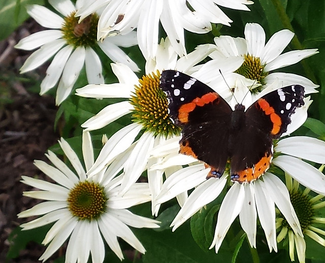 tattered left wing on a red admiral on white coneflower
