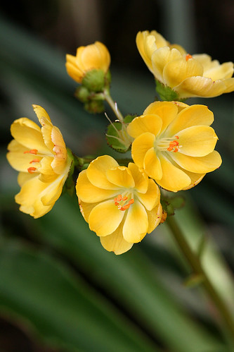Lewisia yellow