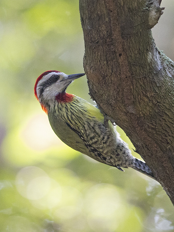 Cuban Green Woodpecker   endemic to Cuba