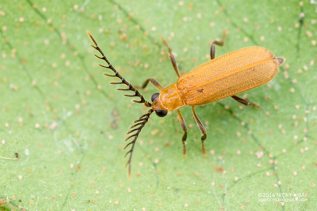 Net-winged beetle (Plateros sp.) - DSC_7098