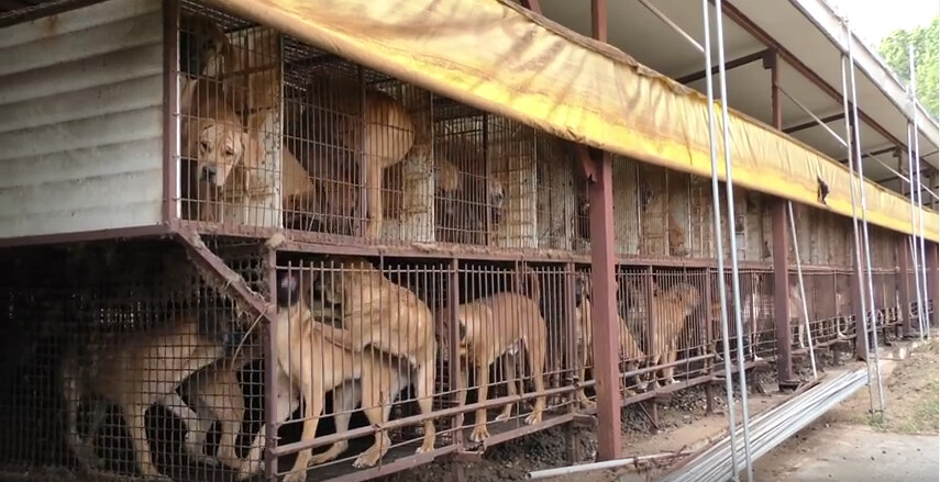 South Korea's Shocking Cruelty - Dog Meat Industry